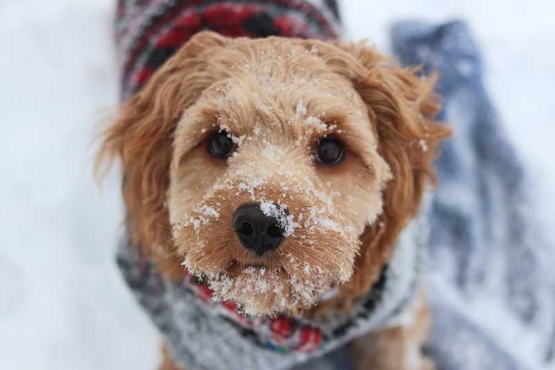 a small light brown dog in a sweater with snow on it's face